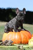 BOULEDOGUE FRANCAIS 265